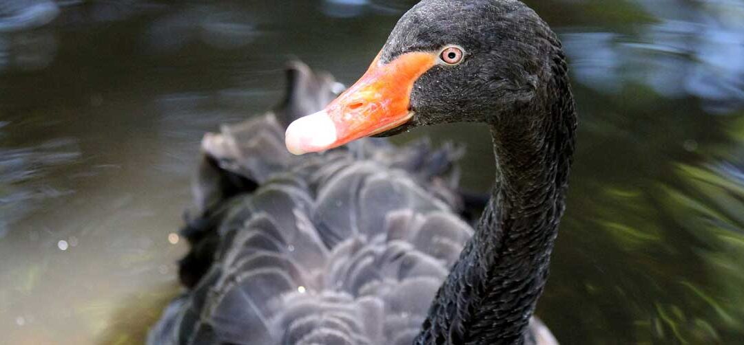 Blogparade: So heb ich mich ab – warum ich gerne ein schwarzer Schwan bin